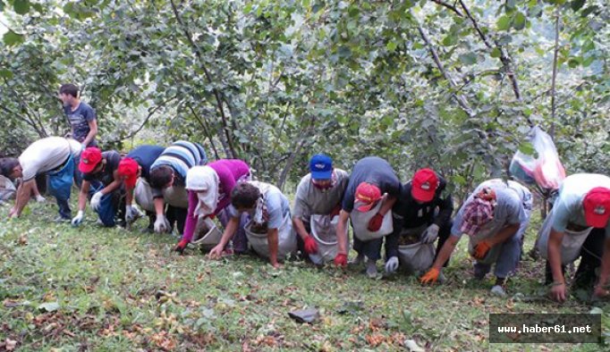 Fındık işçilerine uyarı: "Bahçe bulmadan gelmeyin"