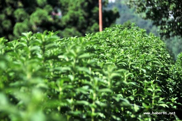 Rize'de yetiştirilen bitki çayı üçe katladı!