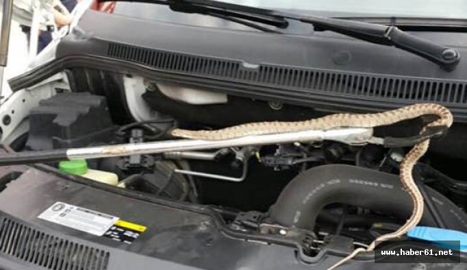 Rize'de hayrete düşüren olay!