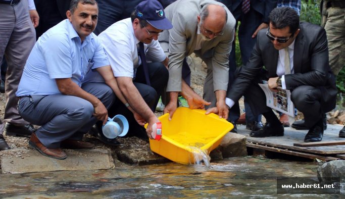 20 bin balık dereye bırakıldı!