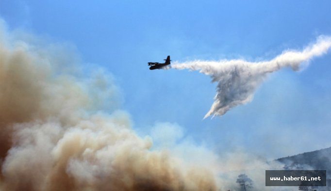 Orman yangını çam ağaçlarını küle çevirdi