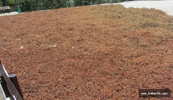 Fındık üreticisine aflatoksin uyarısı