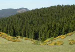 Yaylaları kiralığa çıkarıyorlar