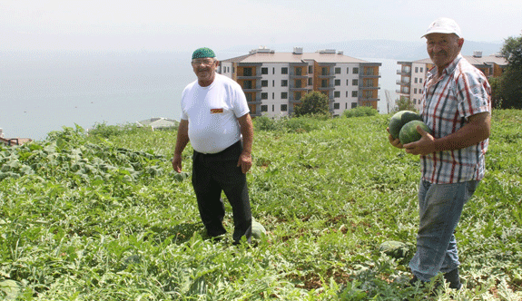 Yalıncak karpuzunda üretim düştü!