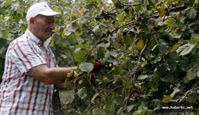 Trabzonlu fındık bahçesine erken girdi