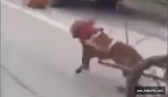 Bu nasıl bir işkence!