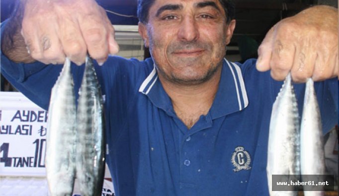 Trabzon'a palamut müjdesi