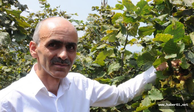 Bahçeye giren üreticinin gözü fındık fiyatlarında