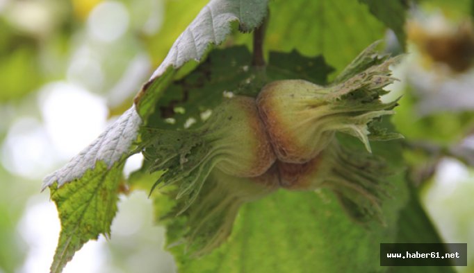 Fındık üreticilerine Ağustos uyarısı yapıldı