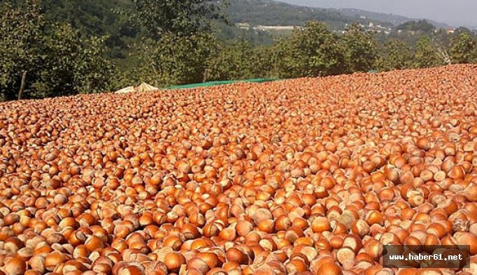 Fındıkta hasat başladı!