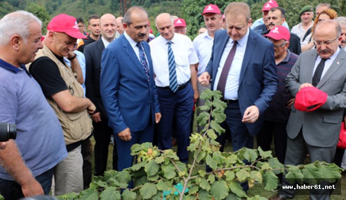 Trabzon'da örnek fındık bahçelerinde hasat yapıldı