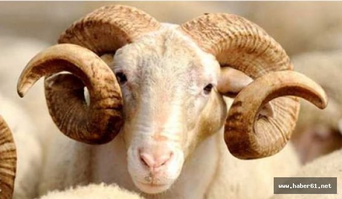 2016 Kurbanlık fiyatları belli oldu