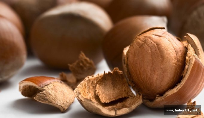 Fındık hasadı rekoltenin altında kaldı