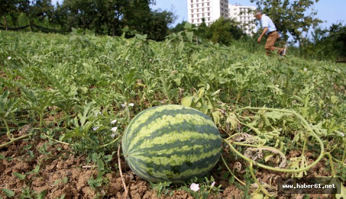 Trabzon'da karpuz fındığa rakip oldu