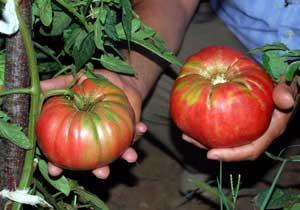 Ordu'da Şaşırtan Domates