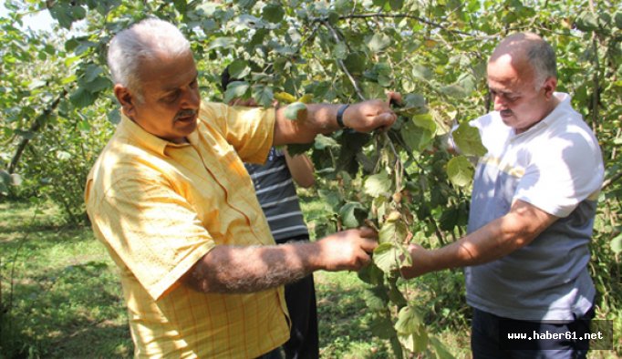 Trabzon'da fındık için önemli uyarı