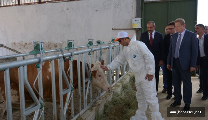 Trabzon’un 30 Çiftçiye damızlık sığır dağıtıldı
