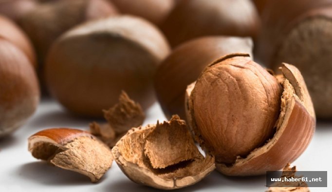 Fındık rekoltesinin yenilenmesi isteniyor