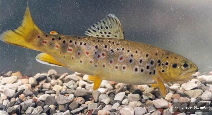 Trabzon'da dereye alabalık bırakılacak