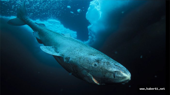 Dünyanın en yaşlı...