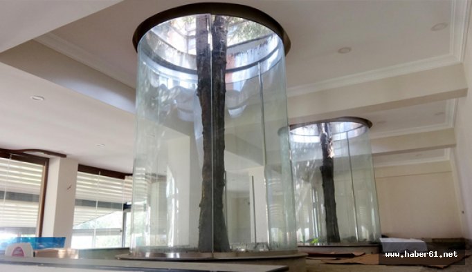 Mavi ladin ağaçlarına 'Rize usulü' koruma