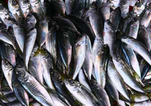 Balıkçıların sıkıntısı bitmiyor