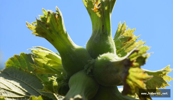 Fındık yok fiyat yüksek !