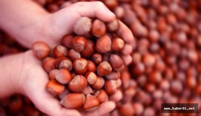 Fındık fiyatlarında son durum? Güncel fındık fiyatı 15 Ağustos