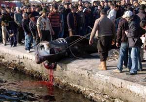 10 m boyunda köpek balığı