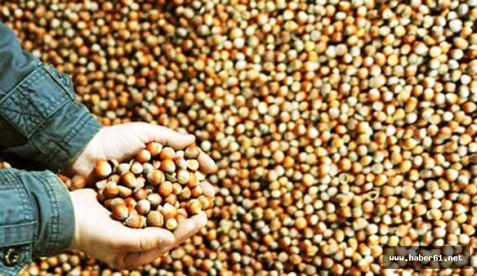 Fındık fiyatları artıyor mu? Güncel fındık fiyatı 16 Ağustos