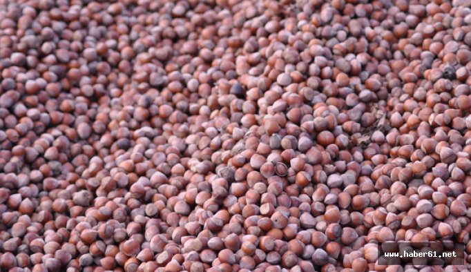 "Fındık hem ekonomiye hem sağlığa faydalı"