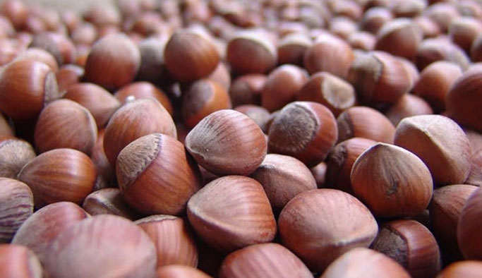Fındık fiyatları ne kadar? En güncel fındık fiyatları- 17 Ağustos