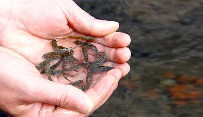 Alabalıkların beslenme ekolojileri araştırılıyor
