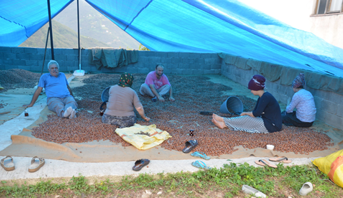 Fındık üreticileri harmanlarda