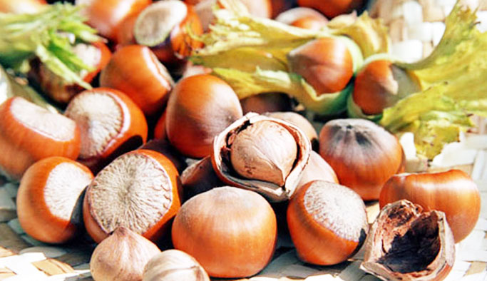 Fındık fiyatları yükseliyor! Fındık fiyatında son durum 22 Ağustos