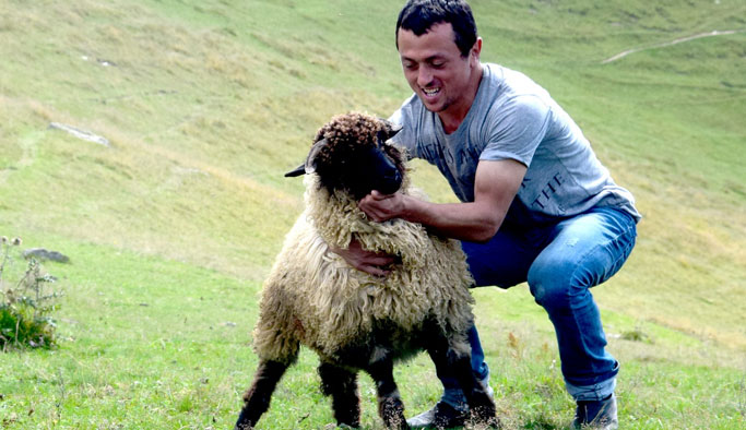 Kurbanlıklar pazara hazırlanıyor