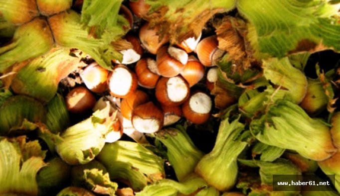 Fındığın değeri artıyor !