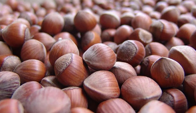 Fındık fiyatları yükseldi mi? Güncel fındık fiyatı