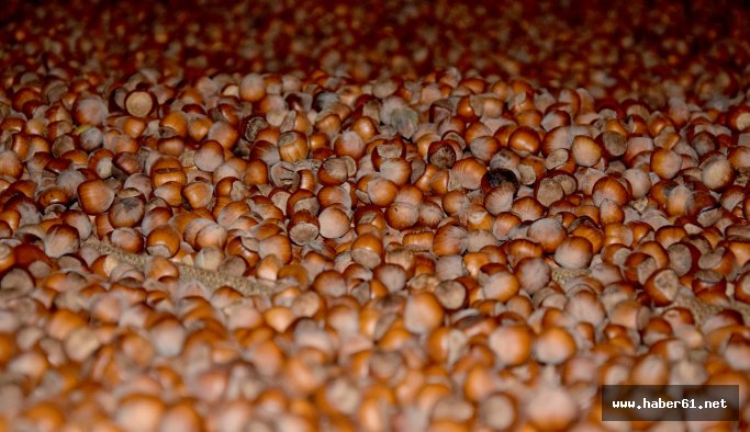 "Fındık zirve bir fiyata yükselebilir"