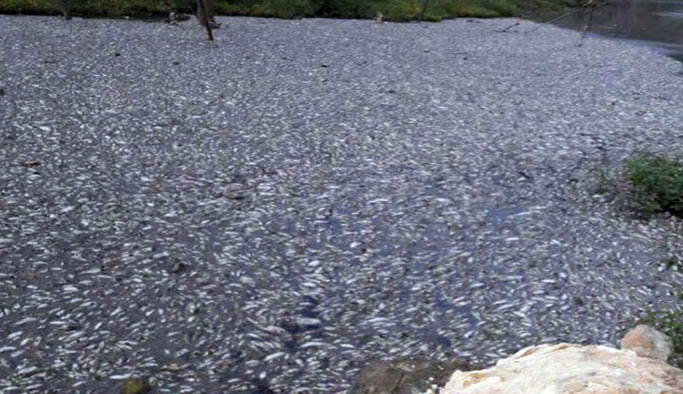 Görenler şaşkına döndü