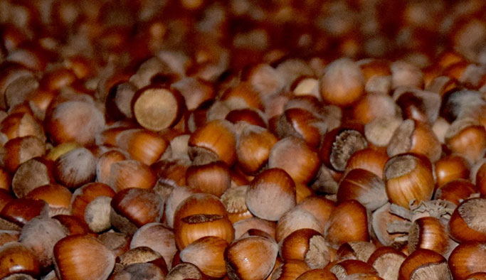 Fındık fiyatlarında yeni gelişme! Güncel fındık fiyatı 24.08.2016