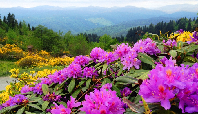 Doğu Karadeniz gen merkezi gibi