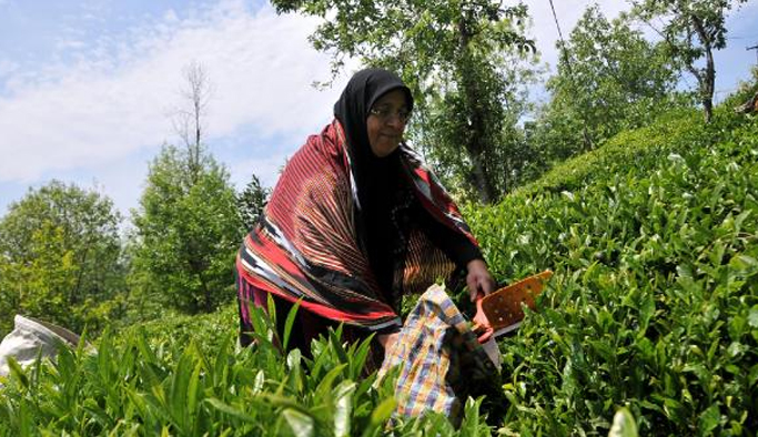 Yaş Çay Temmuz ödemleri başladı