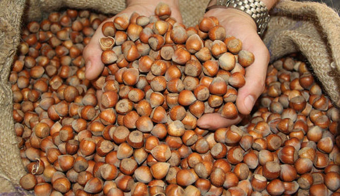 Fındık fiyatları ne kadar oldu? Güncel fındık fiyatı 26 Ağustos