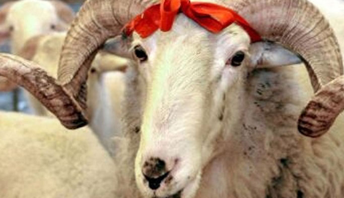 Kurbanlık fiyatları ne kadar?