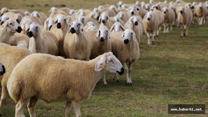 Diyanet'ten flaş kurban açıklaması!