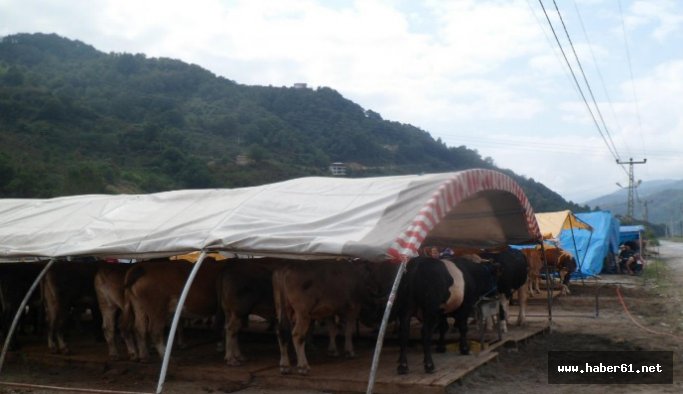 Hayvan pazarı taşındı