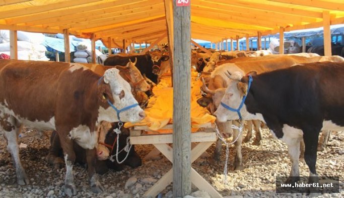 Kurbanlıklar cep yakıyor