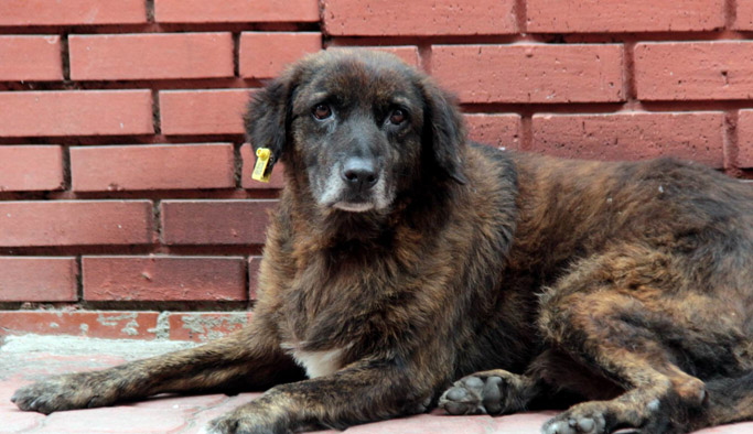 Hayvan bakımevlerine özel denetim