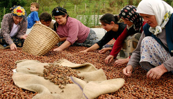 Fındık üreticilerine Eylül ayı için kritik uyarı